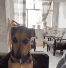 Byuntear Cachorro GIF - Byuntear Cachorro Dog GIFs