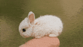 a small white rabbit is being held in a person 's hand