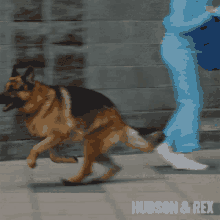 German Sheperd Dog GIF - German Sheperd Dog GIFs
