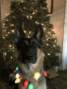 Cleo Christmas Dogs GIF - Cleo Christmas Dogs Christmas Tree GIFs