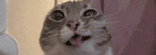 a close up of a cat 's face with its mouth open