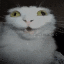 a close up of a white cat 's face with misani.music written on the bottom