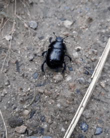Beetle GIF