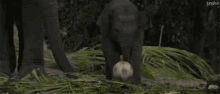 Playing Soccer Elephant GIF