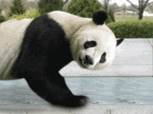 Panda Mya GIF - Panda Mya GIFs