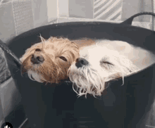 Relaxing Jacuzzi GIF - Relaxing Jacuzzi Dogs GIFs