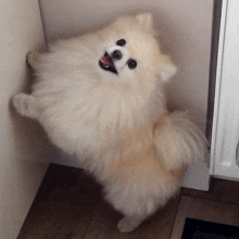 Dog Excited GIF - Dog Excited Pomeranian GIFs