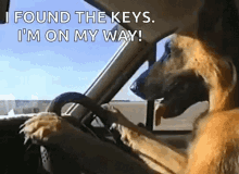 funny animals dogs dog driving german shepards driving