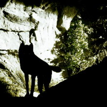 Theo Raeken Failed Chimera GIF - Theo Raeken Failed Chimera Coyote Werewolf GIFs
