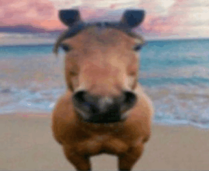 horse-horse-lmao.png