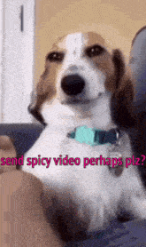 Dog Spicy GIF - Dog Spicy GIFs