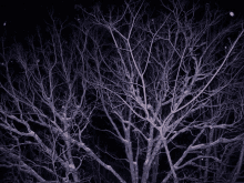 Night Sparkling GIF - Night Sparkling Trees GIFs