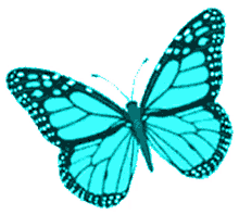 butterfly borboletas