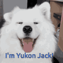 Samoyed White Dog GIF - Samoyed White Dog Yukon Jack GIFs