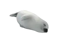a seal is laying down on its back with its eyes closed