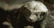 Honey Badger Dance GIF - Honey Badger Dance Honey Badger Dont Give A GIFs