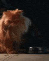 a cat is sitting next to a bowl that says now feed me