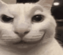 Evil Ambrz Cat GIF - Evil Ambrz Cat Fading Smile GIFs