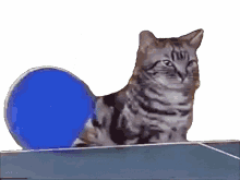 get real cat ping pong