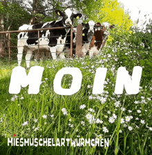 Good Morning Moin Moin GIF - Good Morning Moin Moin Ostfriesland GIFs
