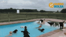 Play Dog GIF - Play Dog Swimming GIFs