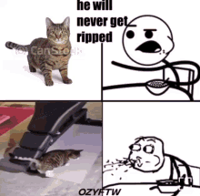 Cat Funny Memes GIF - Cat Funny Memes GIFs