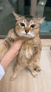 Vro Vro Cat GIF - Vro Vro Cat Tole Tole GIFs