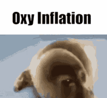 Oxy Oxymoron GIF