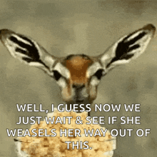 a picture of a gazelle with a caption that says well i guess now we just wait