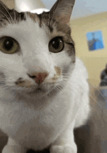 Koi Koi Cat GIF - Koi Koi Cat Cat Explode GIFs