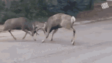 Fighting Deer Fight GIF - Fighting Deer Fight Bucks Fighting GIFs