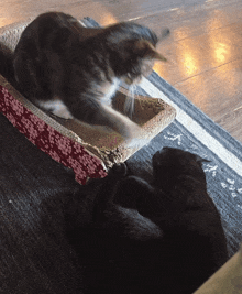 two cats are playing with a scratching box