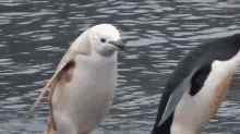 Rare "Blond" Penguin Spotted In Antarctica GIF - Penguin GIFs