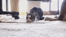 Cat Sharingan GIF - Cat Sharingan Wiggle GIFs