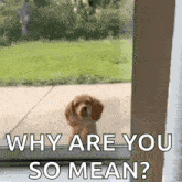 a puppy is looking out of a window and asking why are you so mean .
