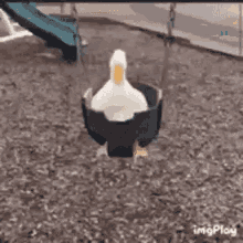 Duck Balance GIF - Duck Balance Animal GIFs