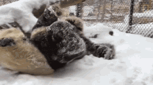 Playing Snow Watch Playful Pandas Frolic In The Snow GIF