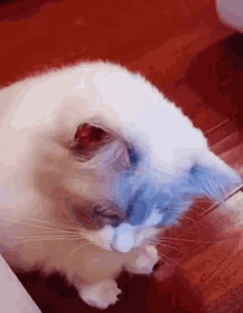 Cat Cats GIF - Cat Cats Ragdoll GIFs