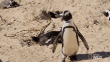 Im Out Of Here World Penguin Day GIF - Im Out Of Here World Penguin Day South Africa GIFs