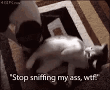 Cat Stop Sniffing My Ass GIF - Cat Stop Sniffing My Ass Sit On Face GIFs