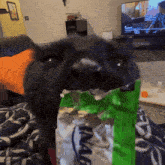 a cat is eating a bag of nachos in front of a television
