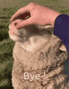 Mouton Bye GIF