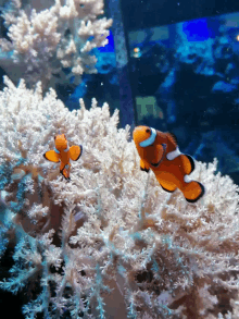 Nemo Watching You GIF