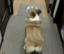 Dog Corgi GIF - Dog Corgi Butt GIFs