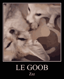 Le Goob Sleepy GIF - Le Goob Sleepy Fennec Fox GIFs