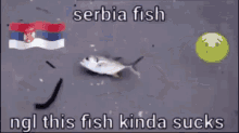 a picture of a fish with a sad face on it and the words `` serbia fish ngl this fish kinda sucks ''