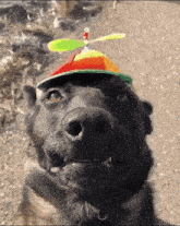 a black dog wearing a hat with a propeller on top