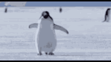 Crazy Penguin GIF