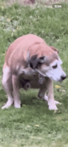 Dog Crap GIF