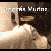 a picture of a cat with the name andres muñoz